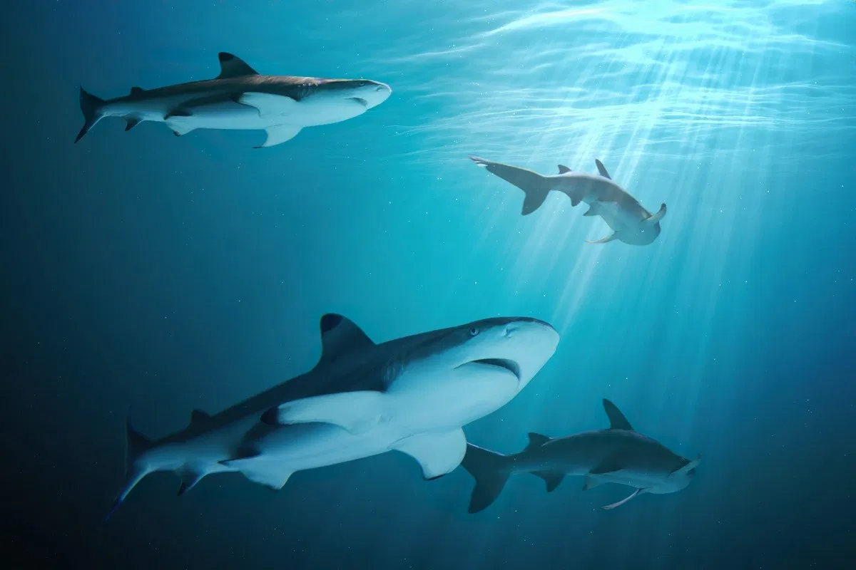 four sharks swimming underwater